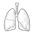 Pulmonologist