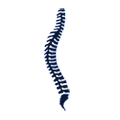spine